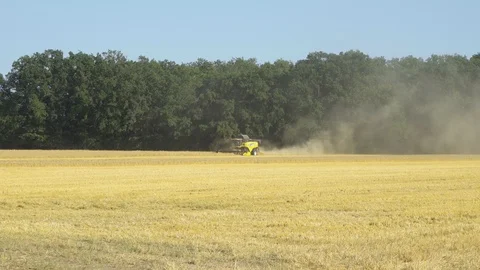A large grain field surrounded by green nature, combine harvester drives through Stock Footage 124641108