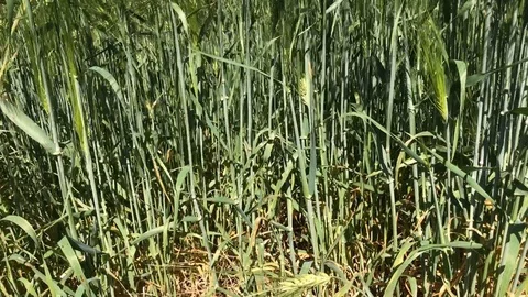 Large grain fields in summer Stock Footage 121747279