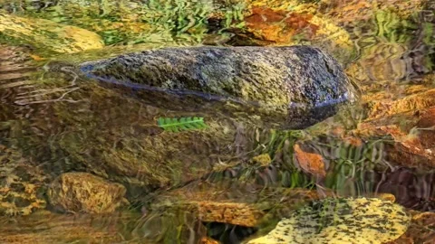 Large granite boulder in stream with moving grass reflections in water Stock Footage 343734964