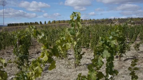 Large grape field. Stock Footage 80248724