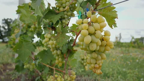 Large grape of red grapes hanging on a branch in a vine garden close-up, slow Video stock 161759702