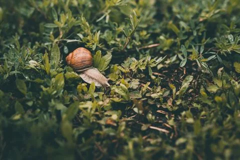 Large grape snail with a brown shell crawls in the green grass Stock Photos