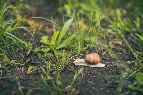 Large grape snail with a brown shell crawls in the green grass Stock Photos