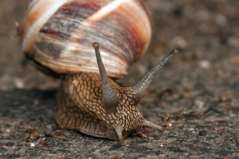 Large grape snail crawling on the ground, closeup Stock Photos