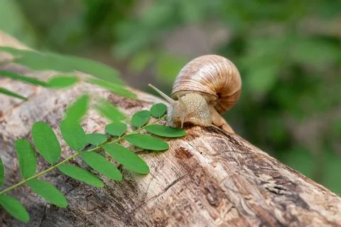 Large grape snail crawling on an old tree.On a defocused background. Stock Photos