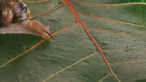 A large grape snail crawls on a damp green leaf Video stock 94385011