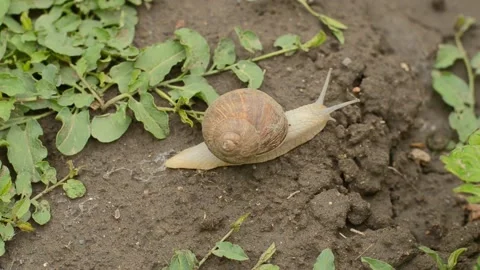 A large grape snail crawls on the ground among the grass Stock Footage 195953985