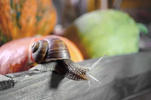 Large grape snail crawls over a beautiful embossed pumpkin. Large snail close-up Stock Photos