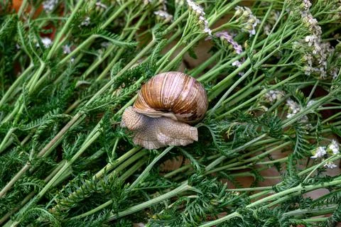 A large grape snail crawls through the grass. Stock-Fotos