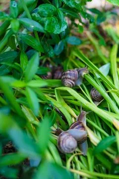 A large grape snail crawls through the grass Stock Photos