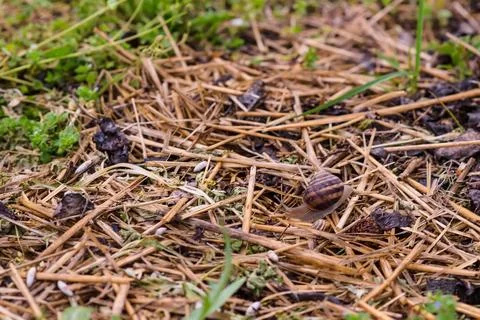 A large grape snail crawls through the grass Stock Photos