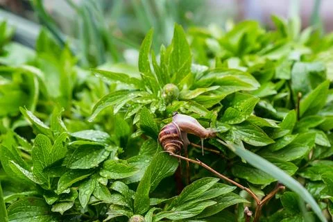 A large grape snail crawls through the grass Stock Photos