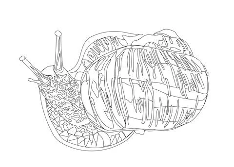 Large grape snail. Doodle style. Vector stock illustration. Stock Illustration