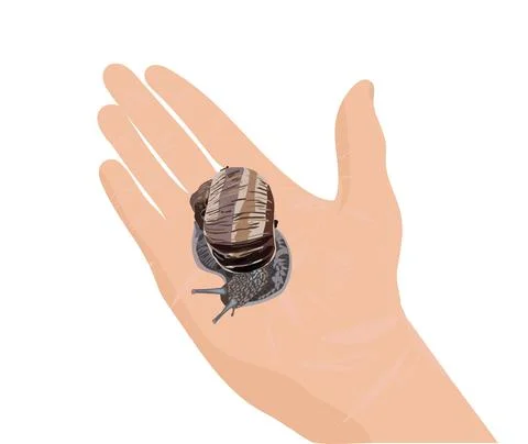 Large grape snail in the palm of your hand. Realism. Vector stock illustratio Stock Illustration