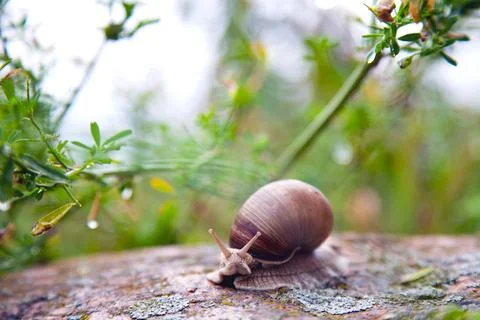 Large grape snail Stock Photos