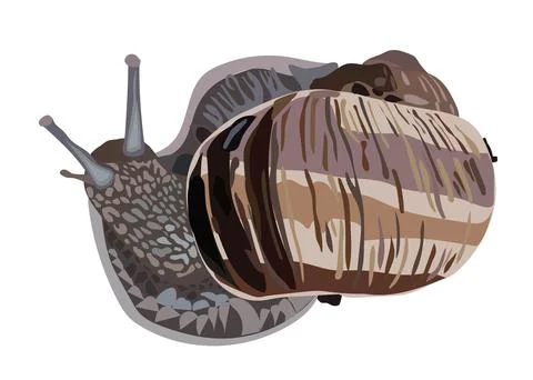 Large grape snail. Realism. Vector stock illustration. Illustrazione stock