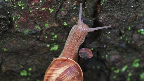 Large grape snail slowly creeps up to the tree Stock-Footage 159234022