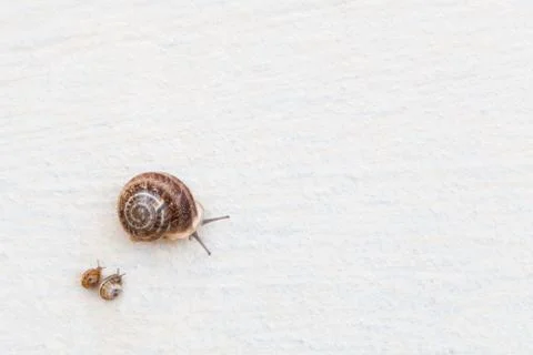 A large grape snail with small snails crawls along a white textured surface Foto stock