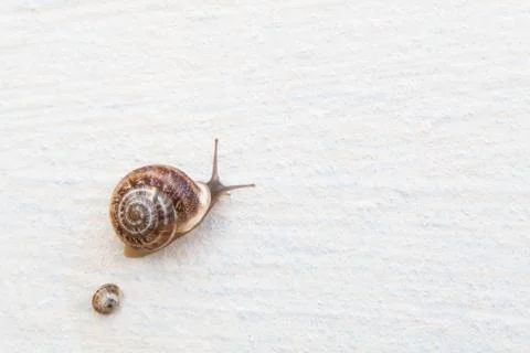 A large grape snail with small snails crawls along a white textured surface Stock Photos