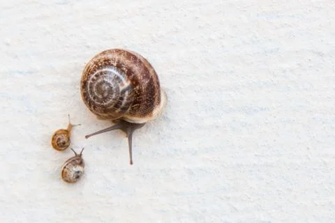 A large grape snail with small snails crawls along a white textured surface Stock Photos