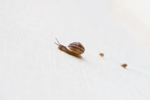 A large grape snail with small snails crawls along a white textured surface Stock Photos