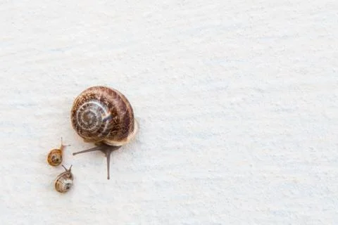 A large grape snail with small snails crawls along a white textured surface Foto stock
