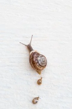 A large grape snail with small snails crawls along a white textured surface Stock Photos