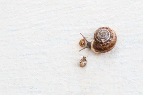 A large grape snail with small snails crawls along a white textured surface 스톡 사진