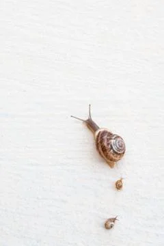 A large grape snail with small snails crawls along a white textured surface Stock Photos
