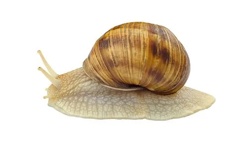 Large grape snail on a white background, isolate Stock Photos