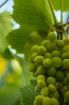 Large grapes cluster Foto stock