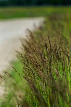 Large grass next to the road. Stock Photos