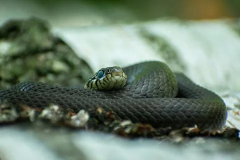 A large grass snake curled up in a ring Stock Photos