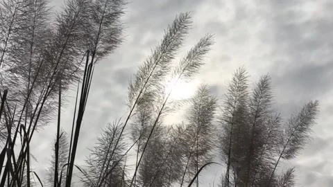 Large grass waves 库存影片 143943387