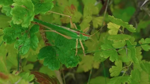 A large grasshopper Stock Footage 316915863