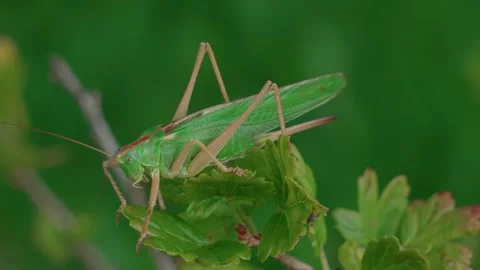 A large grasshopper Stock Footage 316915987