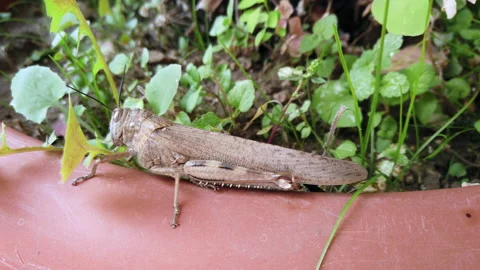 Large grasshopper in the foreground on the edge of a planter Stock Footage 218242533