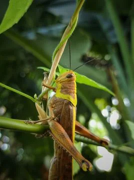 Large grasshopper insect Stock Photos