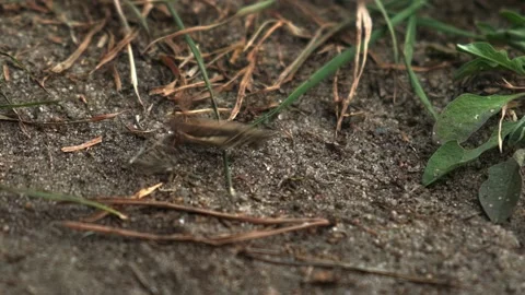 A large grasshopper jumps into the distance, slow motion, insects Stock Footage 221093883
