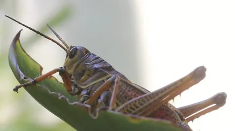 Large Grasshopper on a leaf 库存影片 11383523