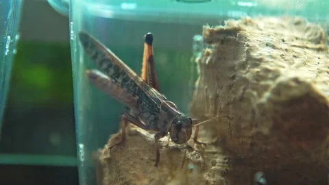 A large grasshopper locust sit in a plastic box. Stock Footage 157215718