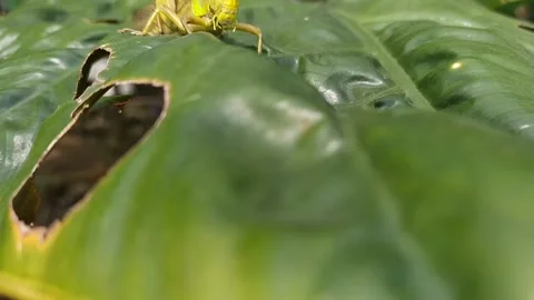 Large grasshopper perched on a green leaf Video stock 132087194