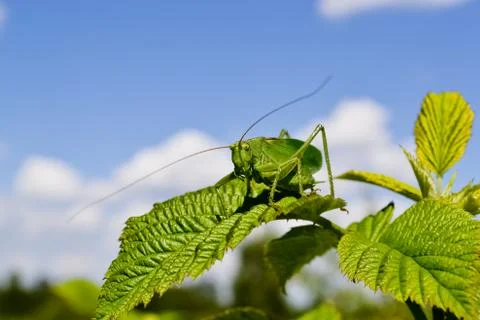Large grasshopper Stock Photos