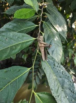 Large grasshopper Stock Photos