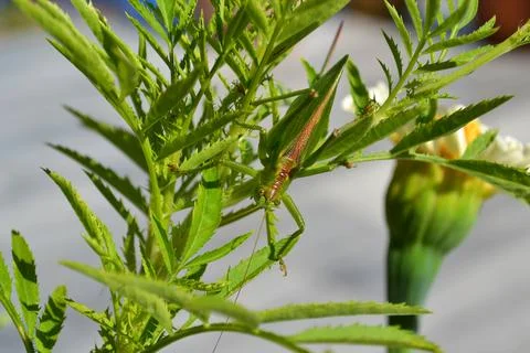 Large grasshopper sits on stems of grass Stock Photos