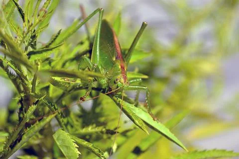 Large grasshopper sits on stems of grass Stock Photos