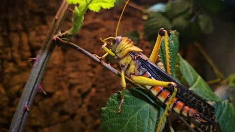 Large Grasshopper sitting Stock Footage 267461345