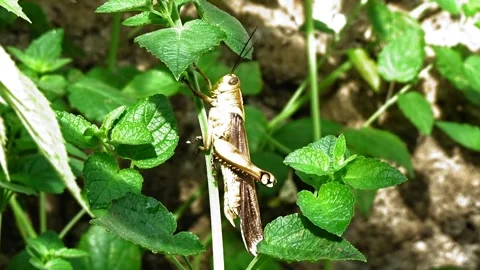A large grasshopper sunbathing among green leaves Stock Footage 305188905