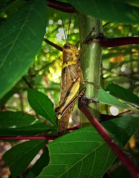 Large grasshoppers hiding on stems Stock Photos