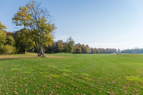Large grassplot with mown grass against autumn forest Foto stock